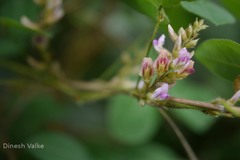 Shuteria involucrata